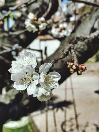 Close-up of cherry blossom