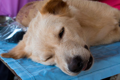 Close-up of dog sleeping