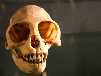 Human skull