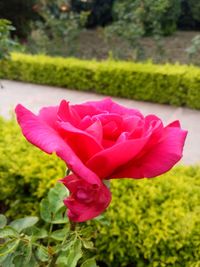 Close-up of pink flower blooming outdoors