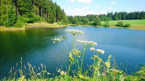 Scenic view of lake in forest