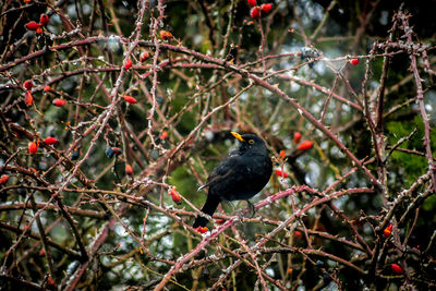 Bird perching on branch