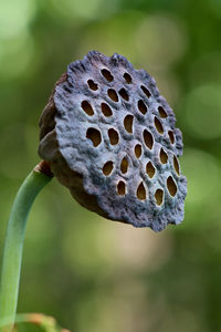 Close-up of flower plant
