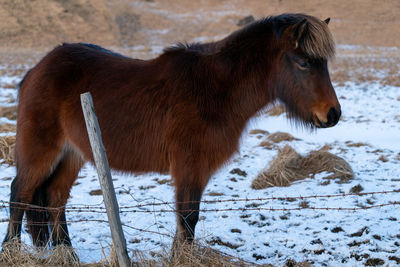 Iceland horse, traditional horse from the icelandic island