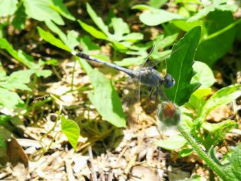 Close-up of butterfly on leaf