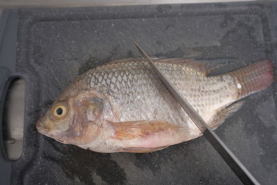 High angle view of fish