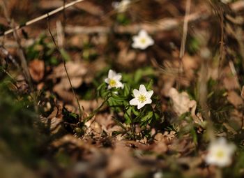 Close-up of white flowers blooming outdoors