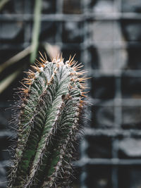 Close-up of cactus plant