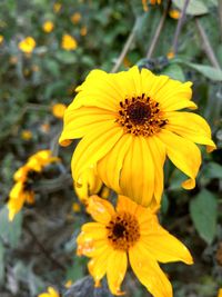 Close-up of yellow flower