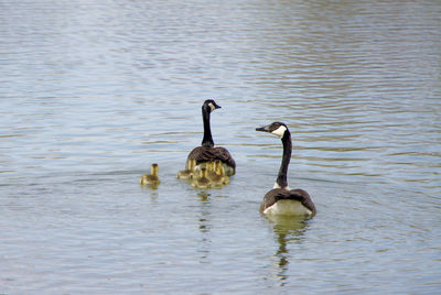 Ducks swimming in lake