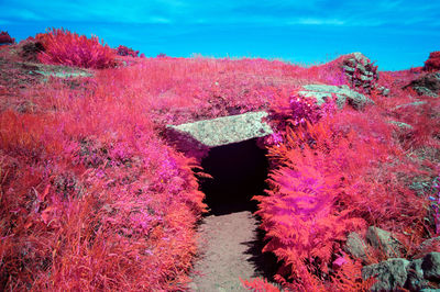 Pink flowers by sea against sky