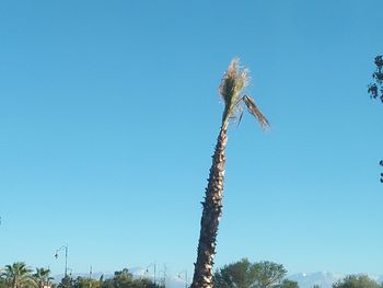 Low angle view of flowering plants against clear blue sky