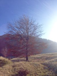 Sun shining through trees