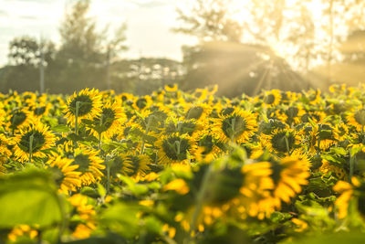 Close-up of yellow flowering plants on field