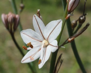 Close-up of white flowering plant