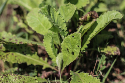 Close-up of green leaves on plant