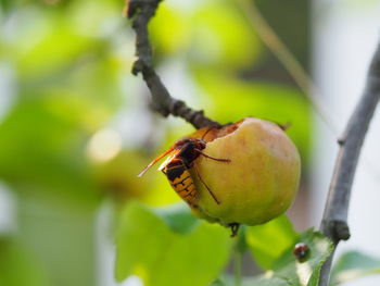 Close-up of insect on plant