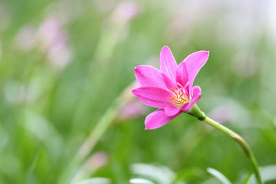 Close-up of pink flowering plant