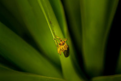 Close-up of insect on leaf