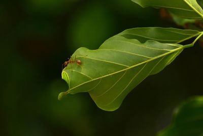 Close-up of insect on leaf