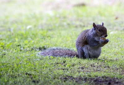 Close-up of squirrel eating nut on grassy field