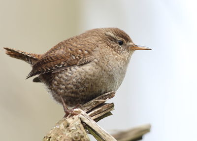 Close-up of bird perching on wood