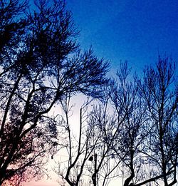 Low angle view of silhouette trees against sky