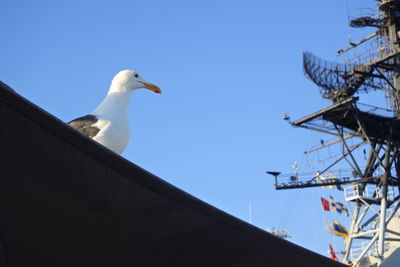 Low angle view of seagull perching on roof of an aircraft carrier