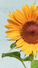 Close-up of sunflower