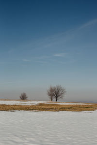 Bare trees on field against sky during winter