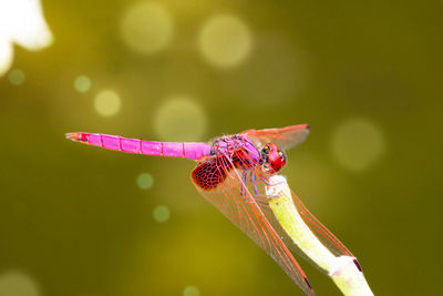 Close-up of dragonfly on flower