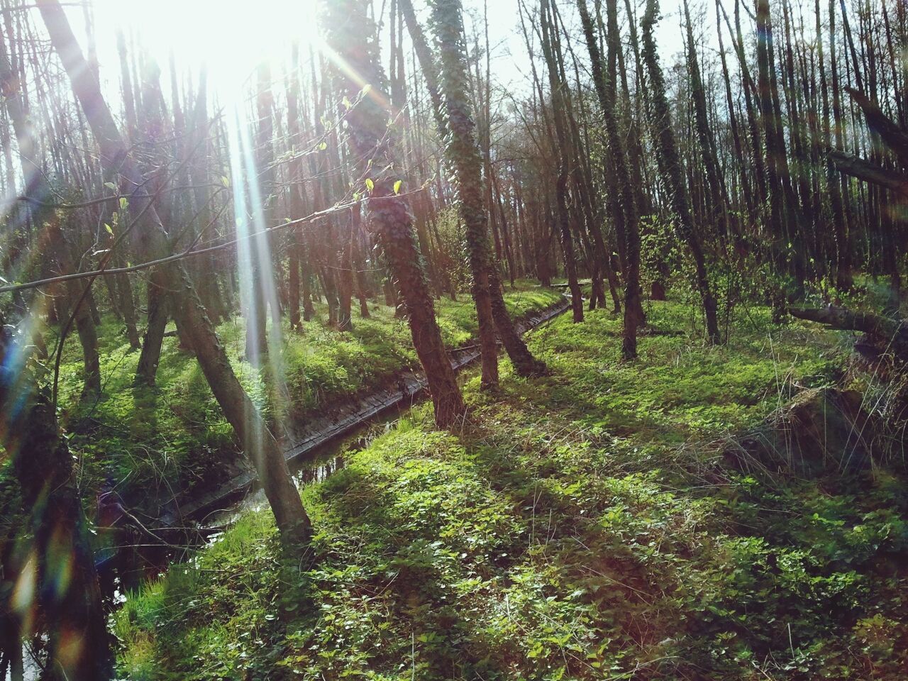 tree, sunbeam, sun, sunlight, growth, tranquility, lens flare, nature, tree trunk, tranquil scene, beauty in nature, forest, green color, sunny, scenics, woodland, grass, day, landscape, plant