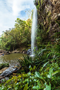 Scenic view of waterfall in forest