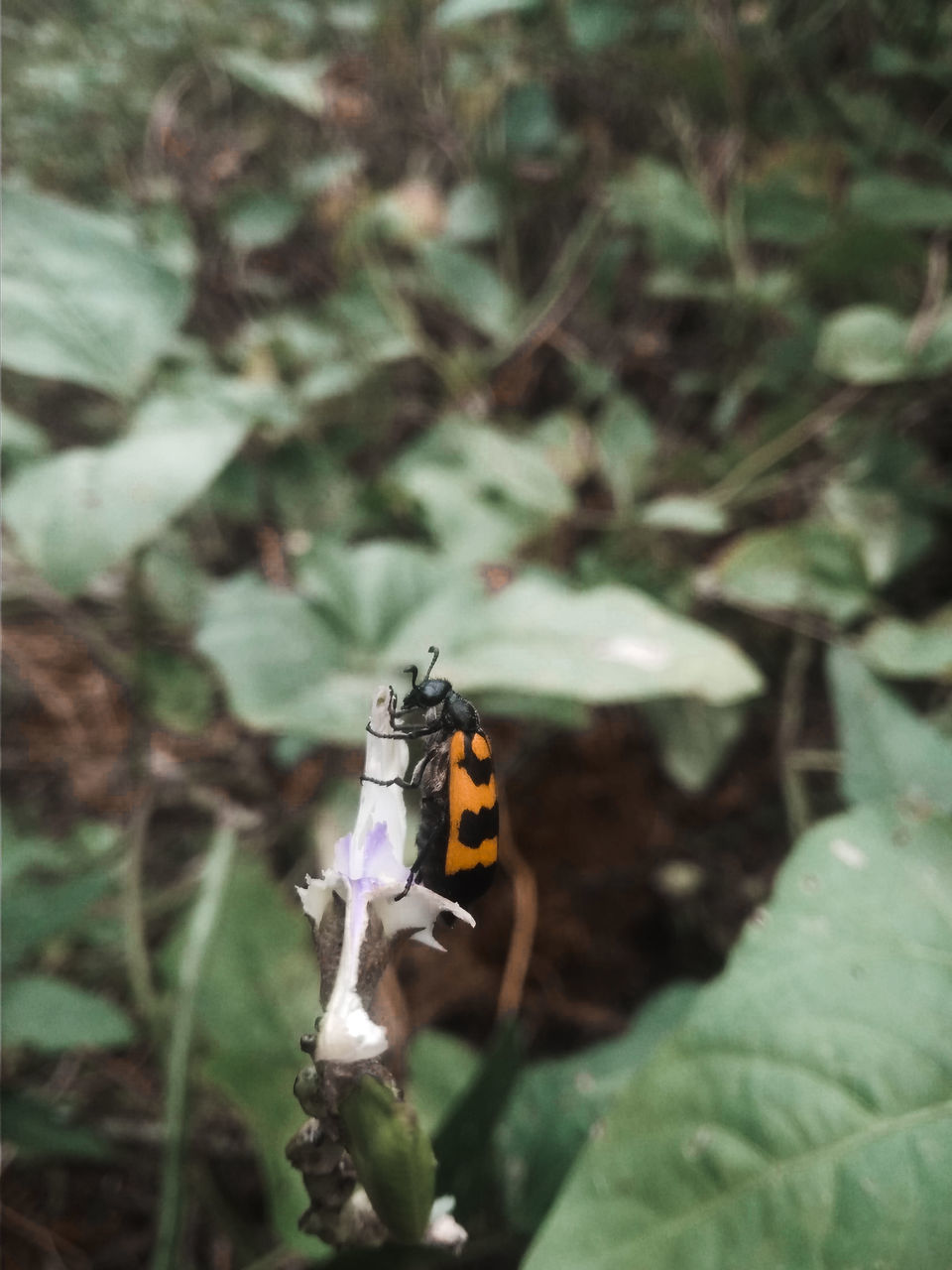 CLOSE-UP OF BUTTERFLY ON FLOWER