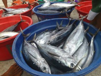 High angle view of yellowfin tunas for sale in container at market