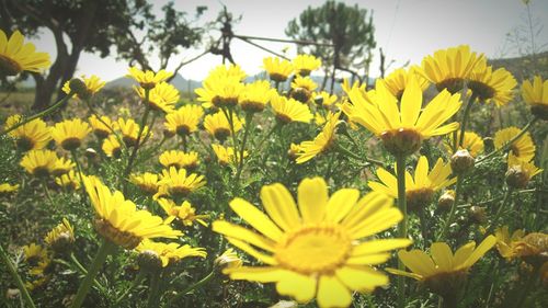 Close-up of yellow flower