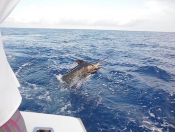 Trapped swordfish in sea against sky