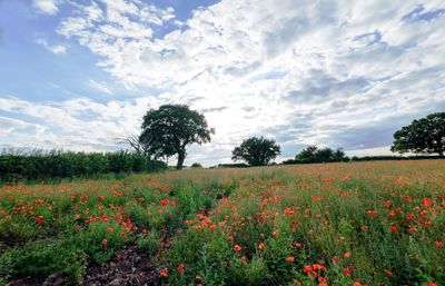 Scenic view of flowering plants on field against sky
