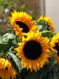 Close-up of yellow sunflower
