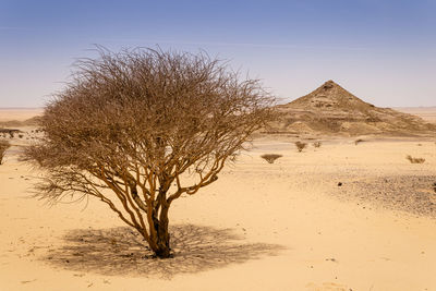 Tree in desert against clear sky