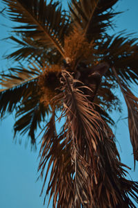Low angle view of coconut palm tree against sky