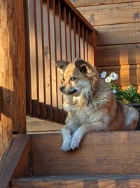 View of a dog looking away