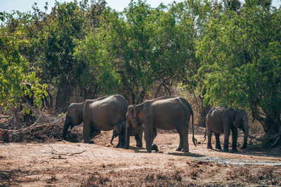 Elephants drinking water