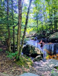 Scenic view of waterfall in forest