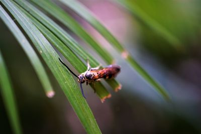Close-up of insect on plant