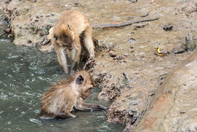 Long-tailed macaques at lakeshore