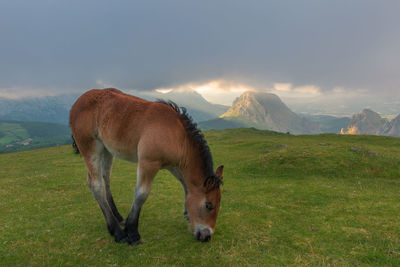 View of a horse on field in urkiola, basque country