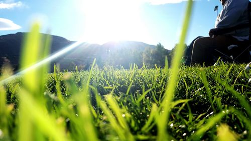 Close-up of plants growing on grassy field