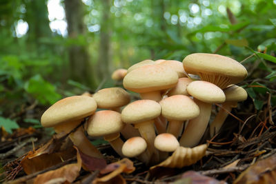 Close-up of mushrooms growing in forest