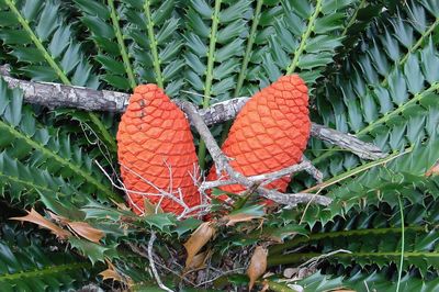 Close-up of orange fruit on tree